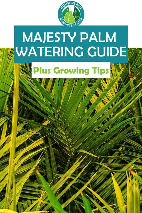 majesty palm watering instructions